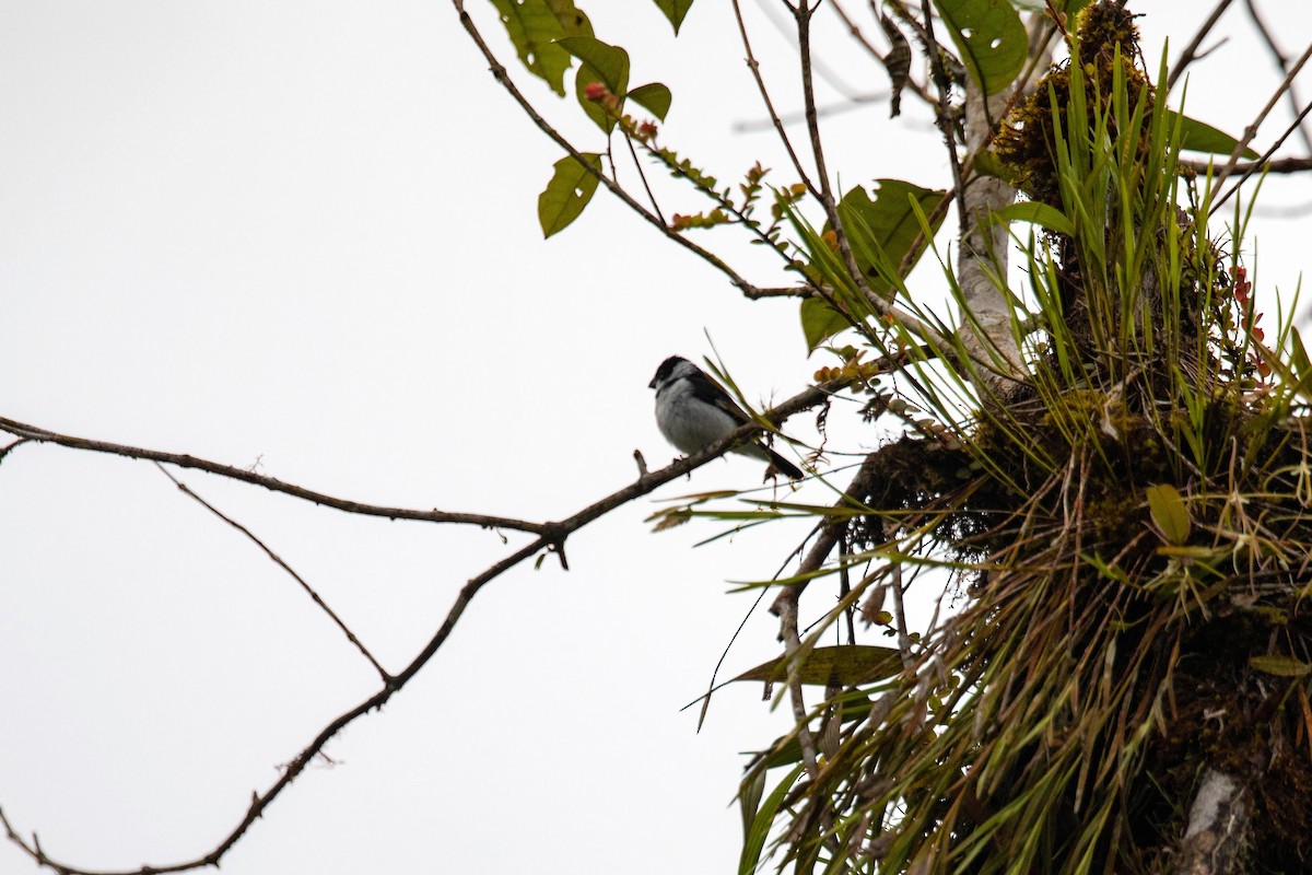 Variable Seedeater - ML620661825