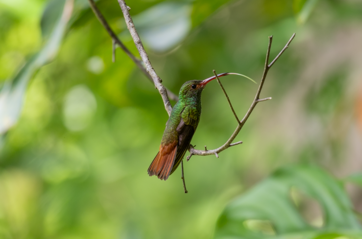 Rufous-tailed Hummingbird - ML620661826