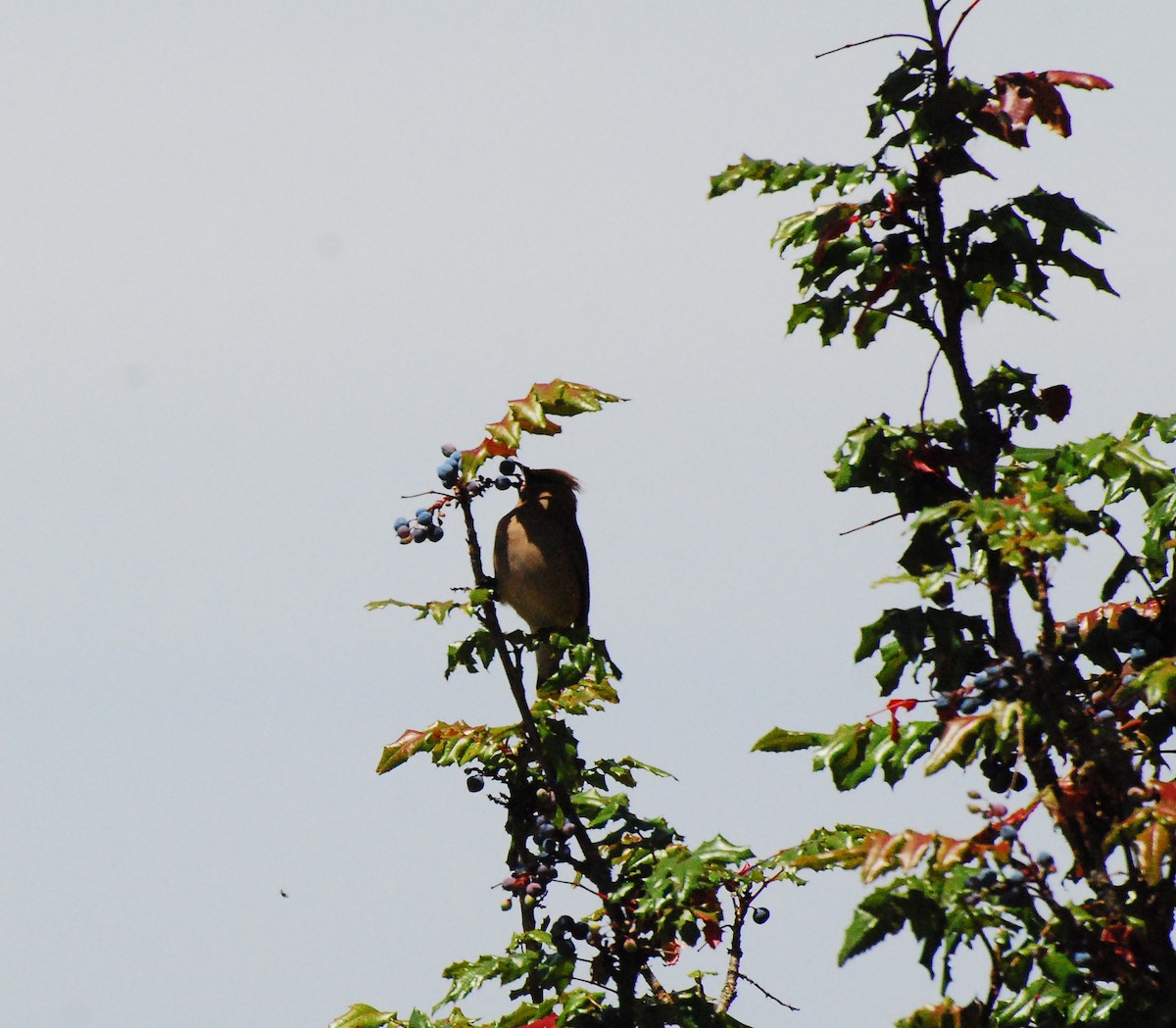 Cedar Waxwing - ML620661827