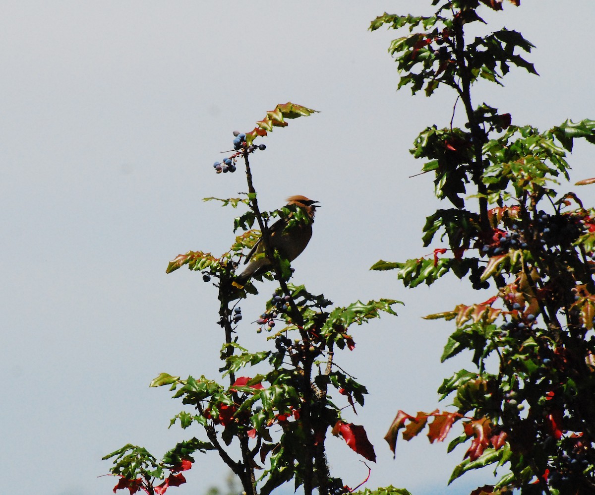 Cedar Waxwing - ML620661828