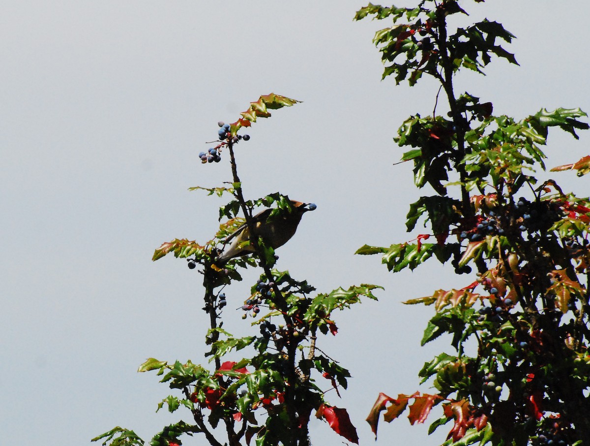 Cedar Waxwing - Max Thayer