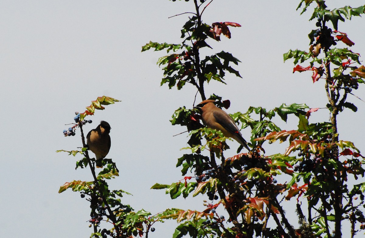 Cedar Waxwing - ML620661830