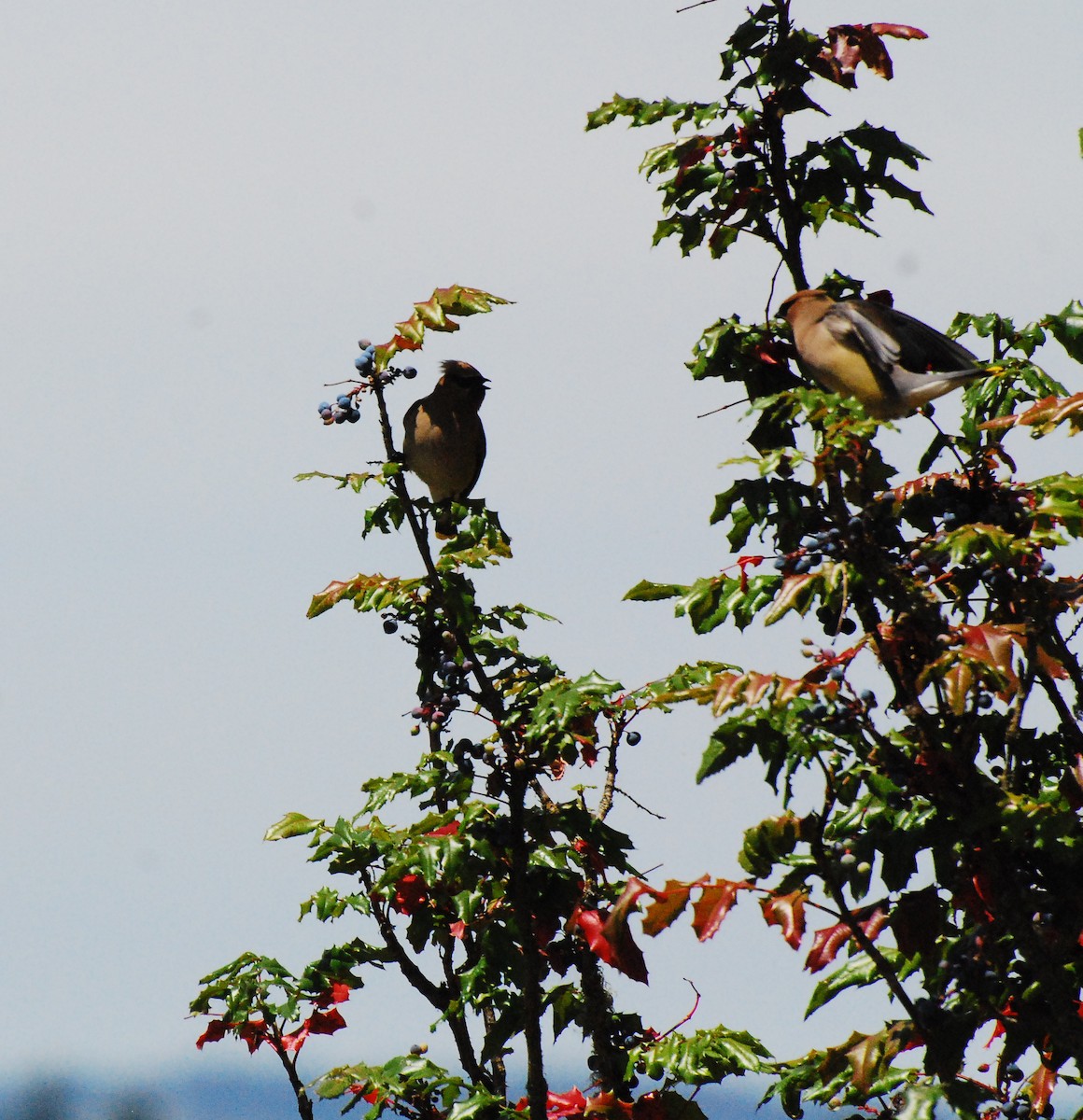 Cedar Waxwing - ML620661832