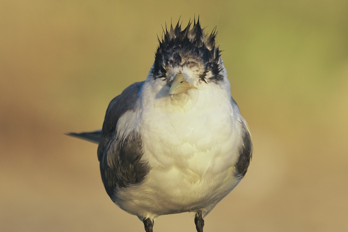 Great Crested Tern - ML620661833