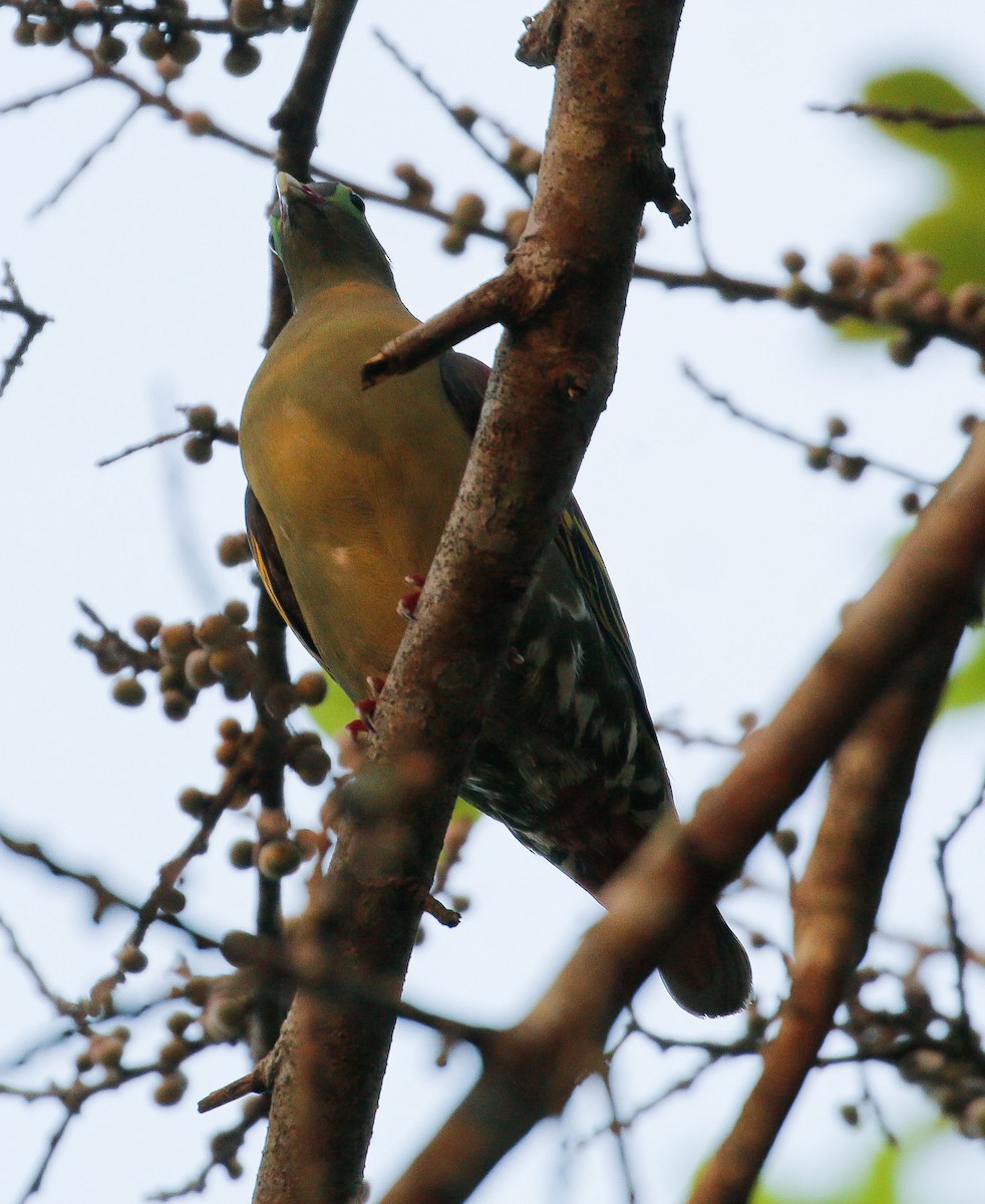 Thick-billed Green-Pigeon - ML620661837