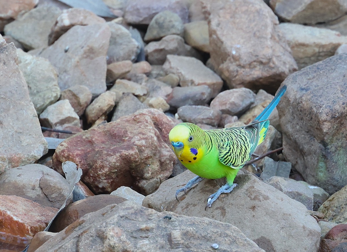 Budgerigar - ML620661839