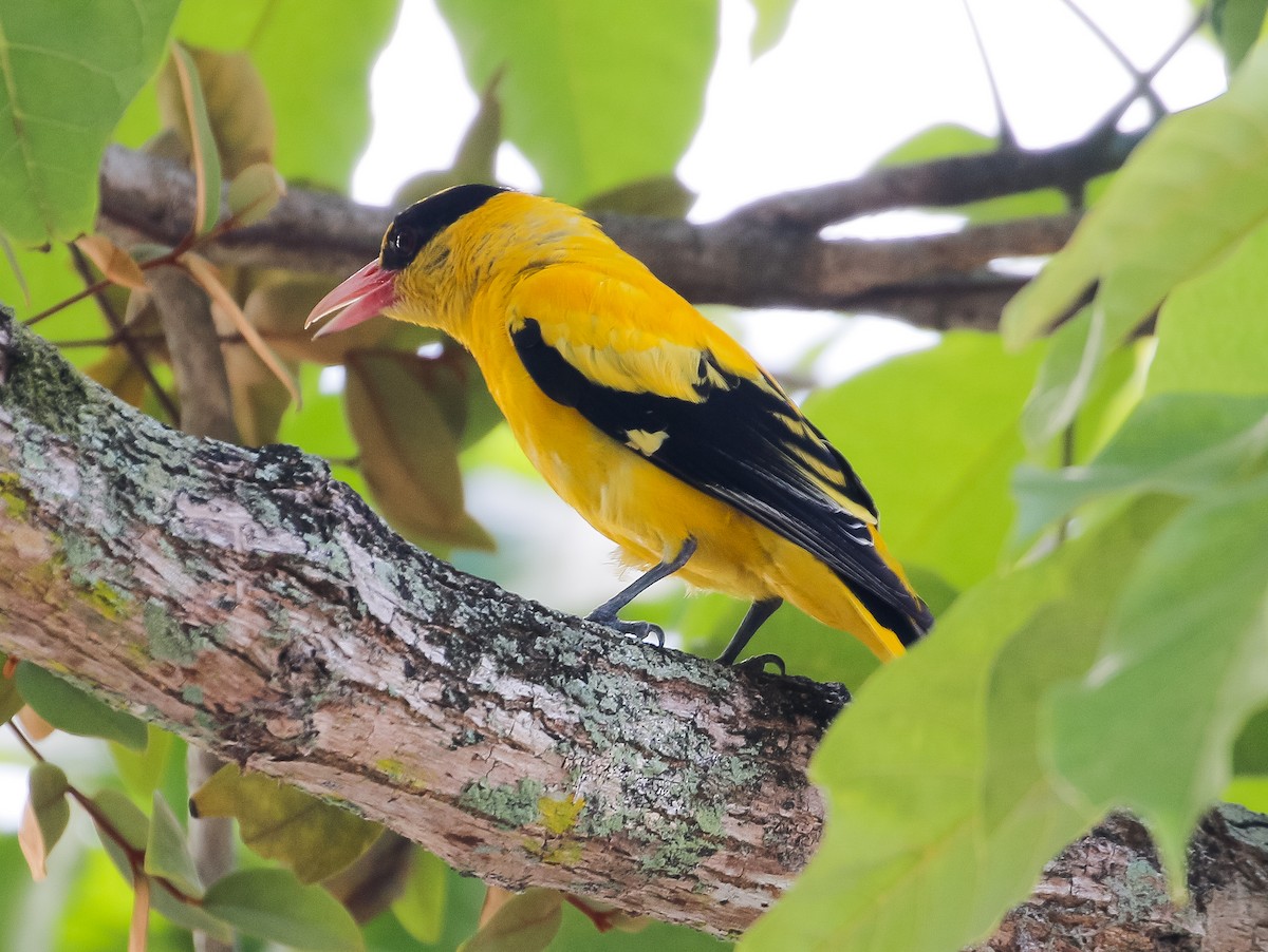 Black-naped Oriole - ML620661840