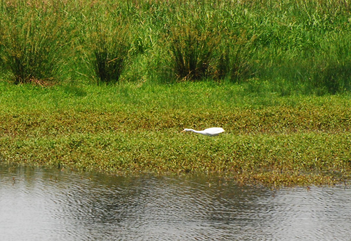 Great Egret - ML620661841