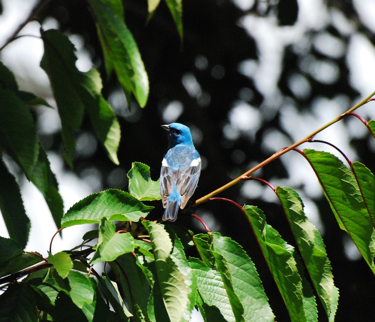 Lazuli Bunting - ML620661844