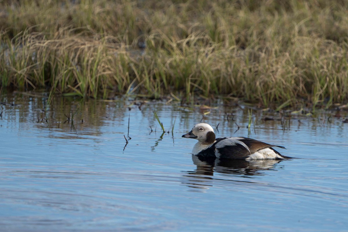 Long-tailed Duck - ML620661848