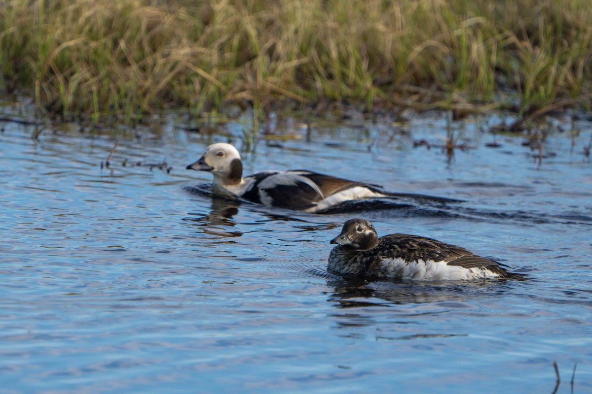 Long-tailed Duck - ML620661849