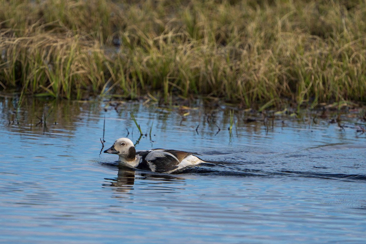 Long-tailed Duck - ML620661850