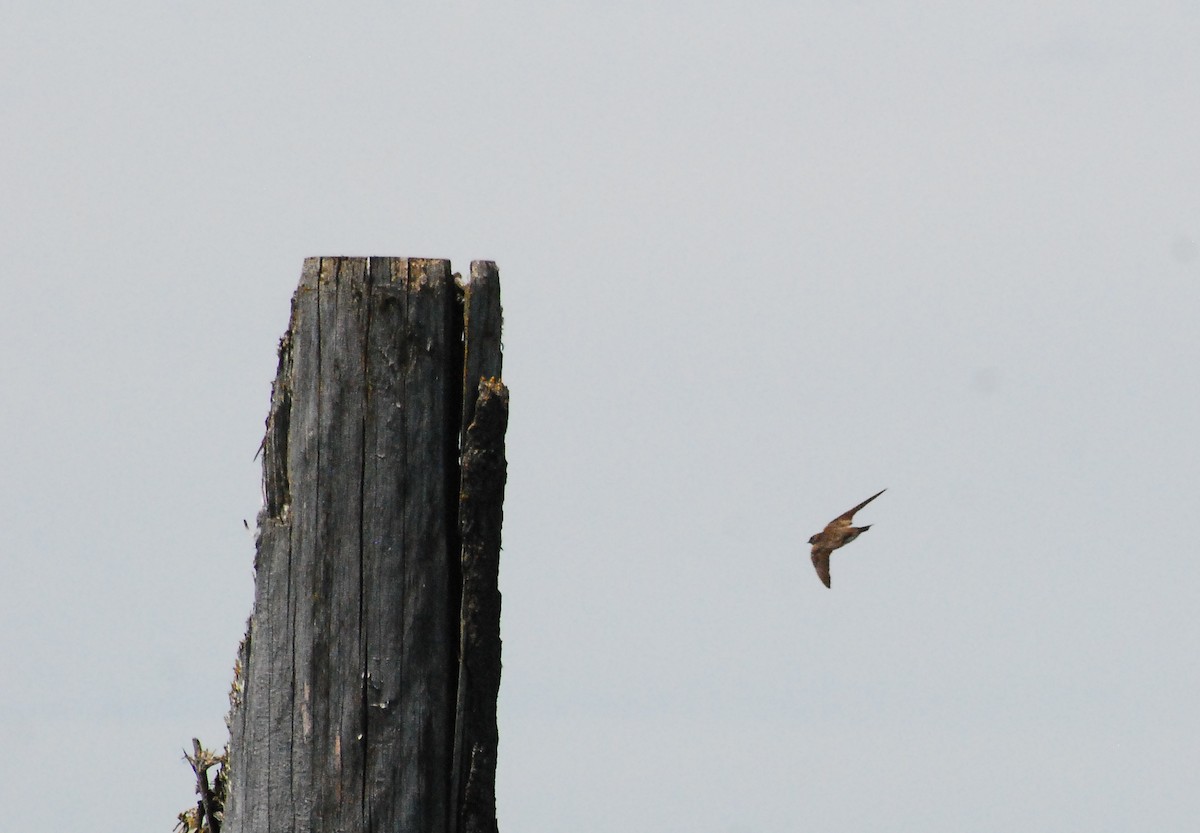 Northern Rough-winged Swallow - ML620661852
