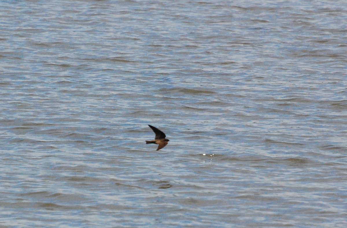 Northern Rough-winged Swallow - ML620661853