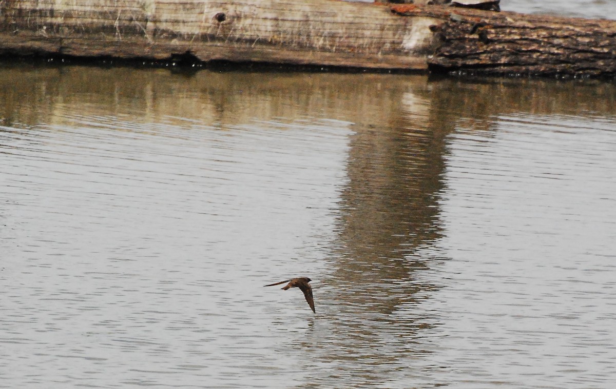 Northern Rough-winged Swallow - ML620661855