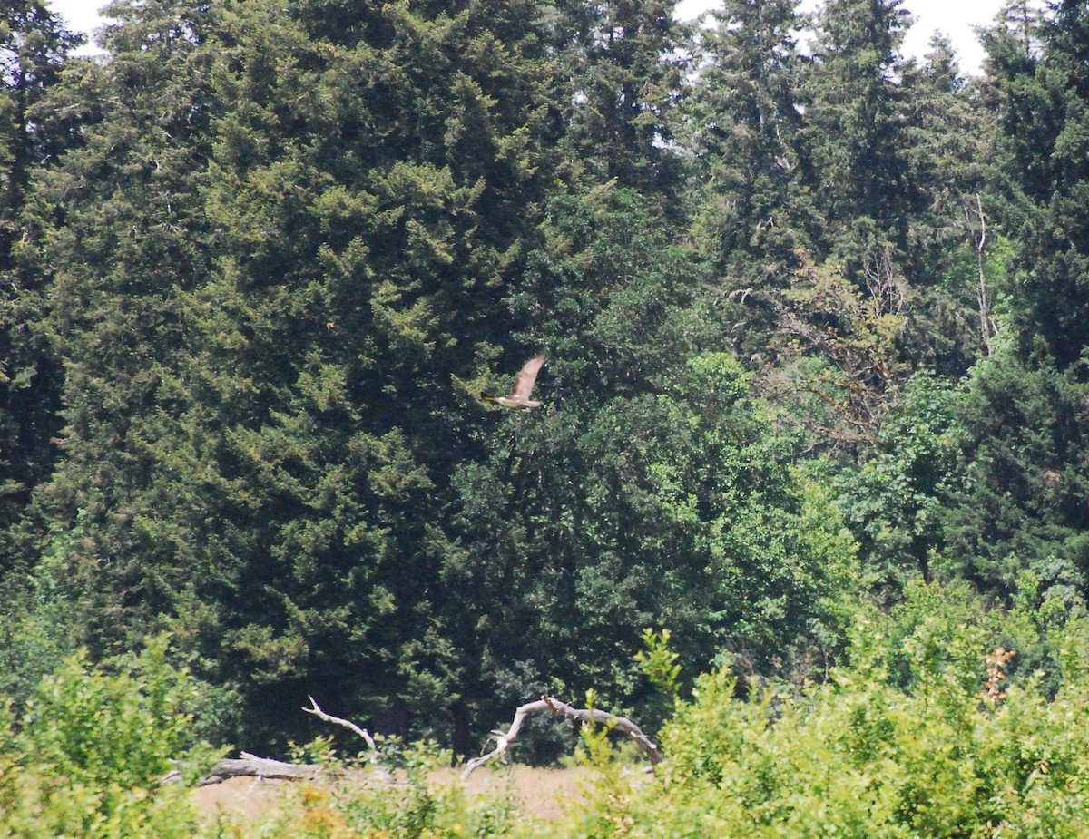 Balbuzard pêcheur - ML620661860