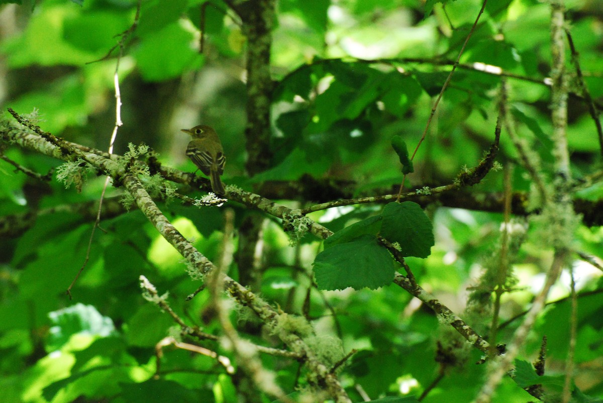 Western Flycatcher - ML620661864