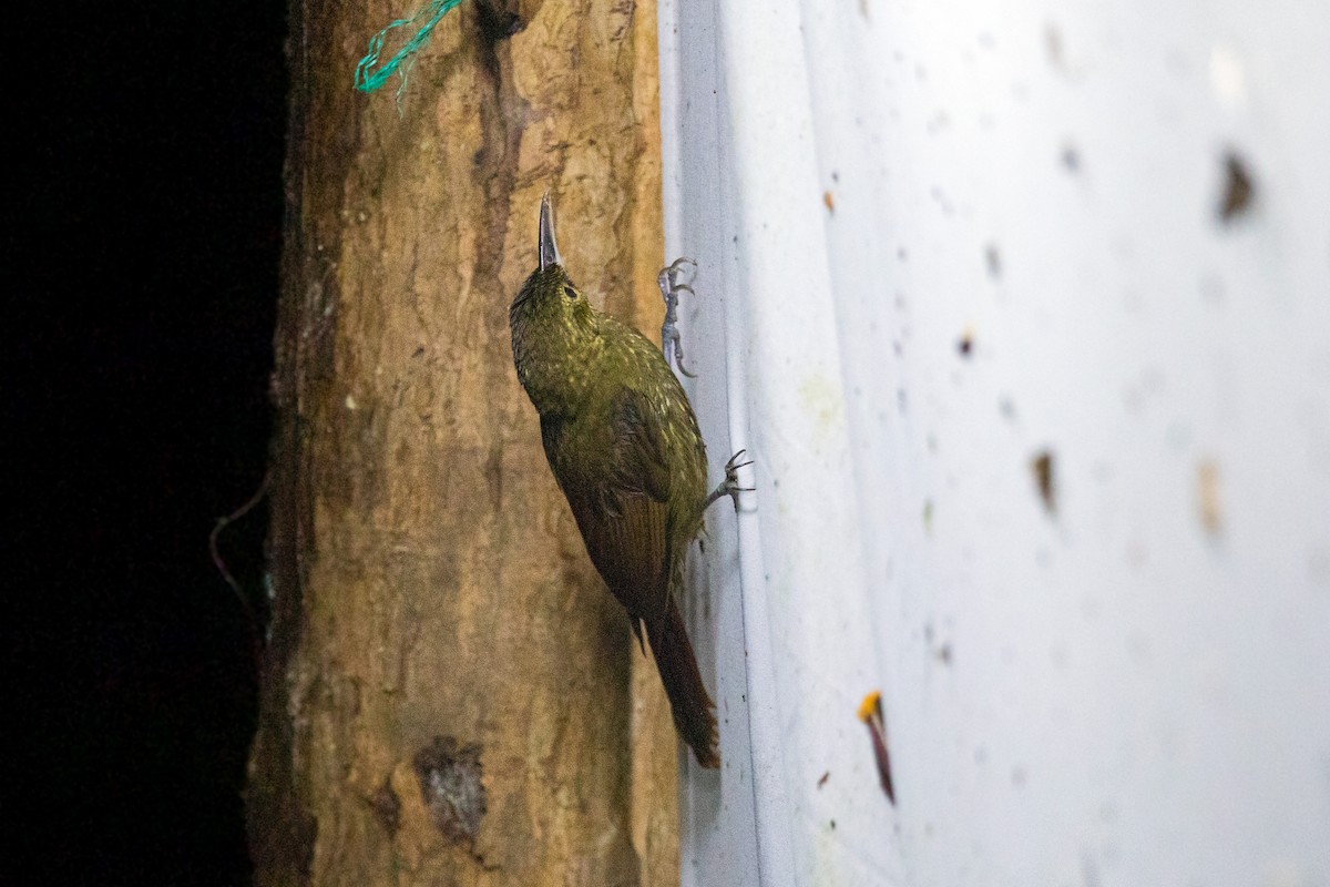 Spotted Woodcreeper - ML620661871