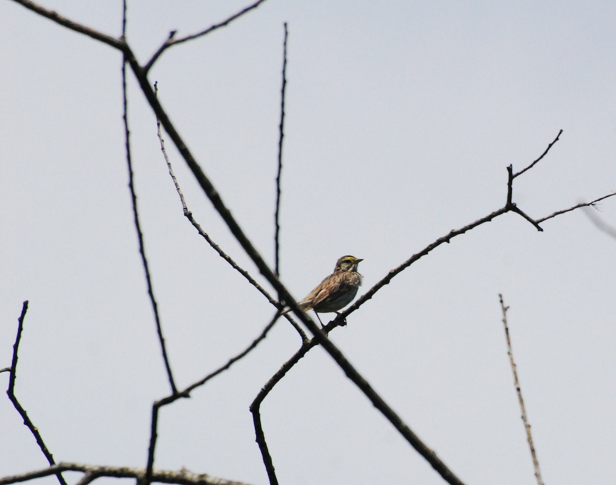 Savannah Sparrow - ML620661874