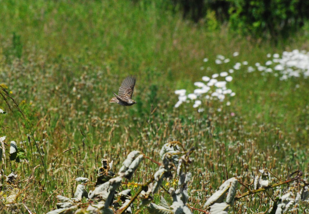 Savannah Sparrow - ML620661877