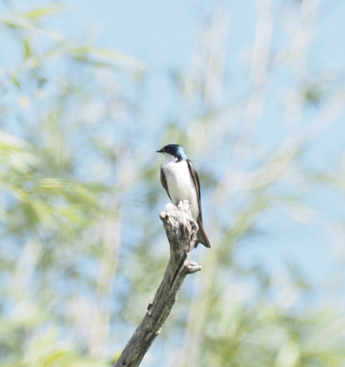 Golondrina Bicolor - ML620661881