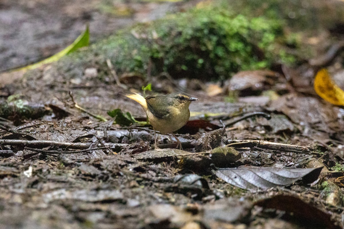 Buff-rumped Warbler - ML620661886