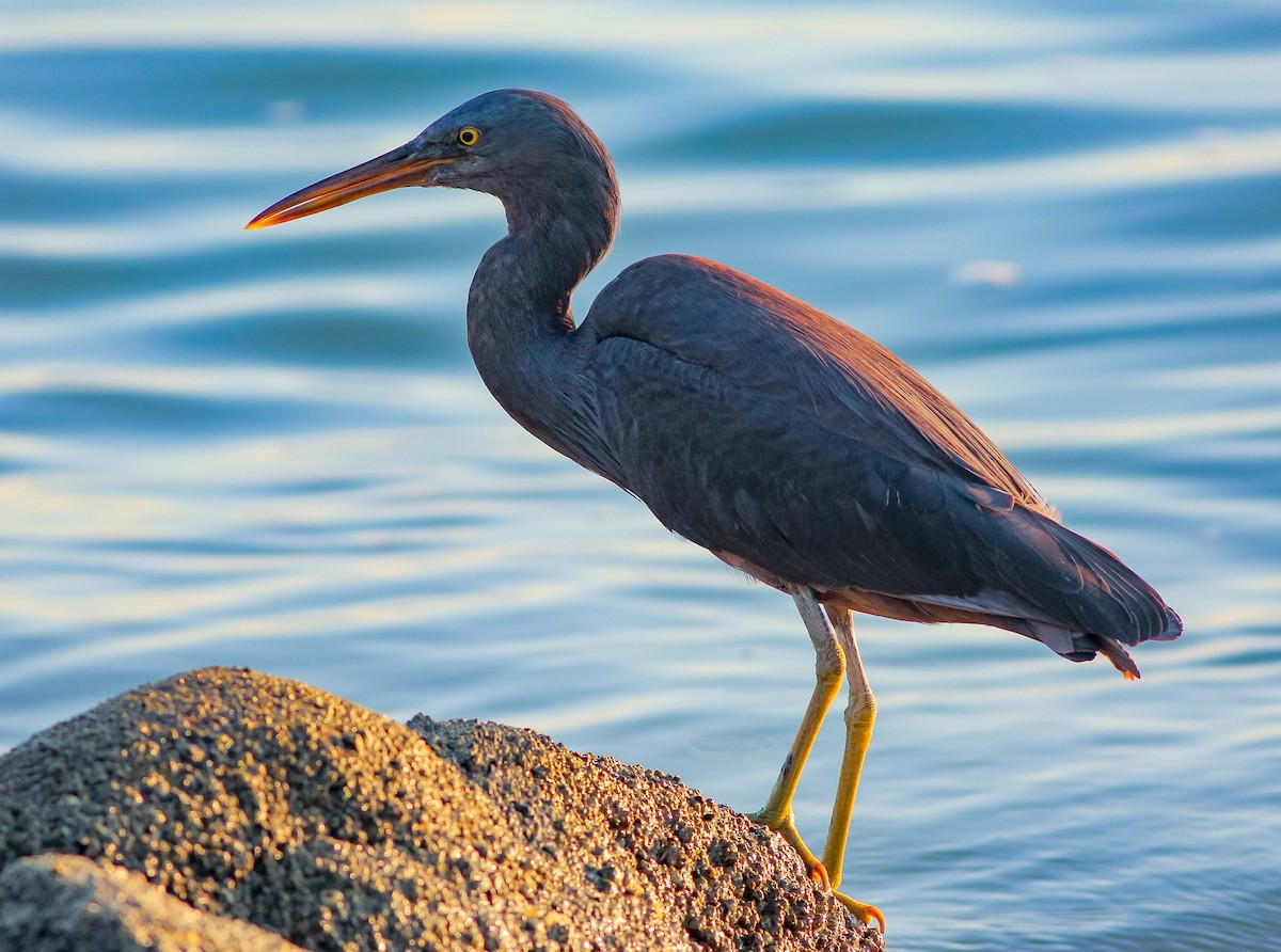 Pacific Reef-Heron - ML620661888