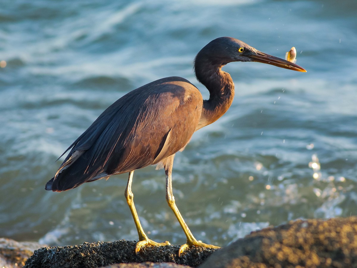 Pacific Reef-Heron - Neoh Hor Kee