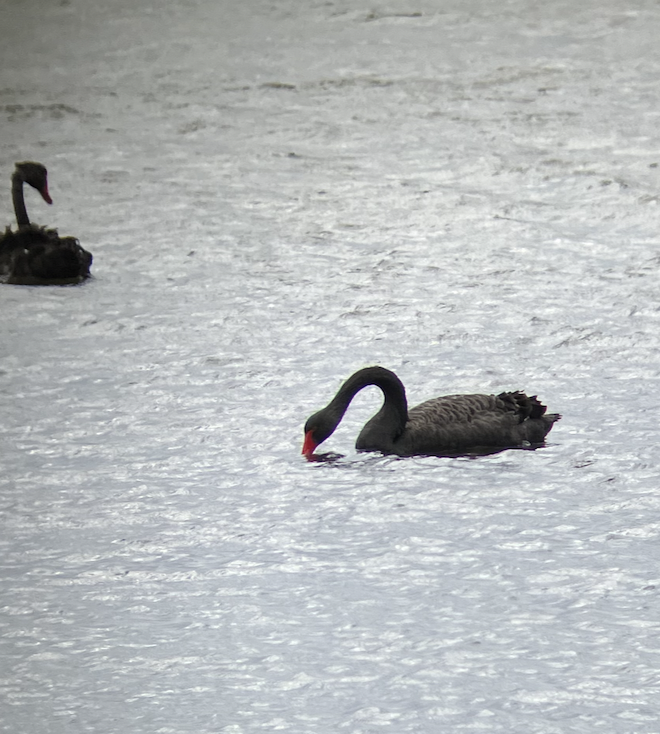 Black Swan - ML620661895