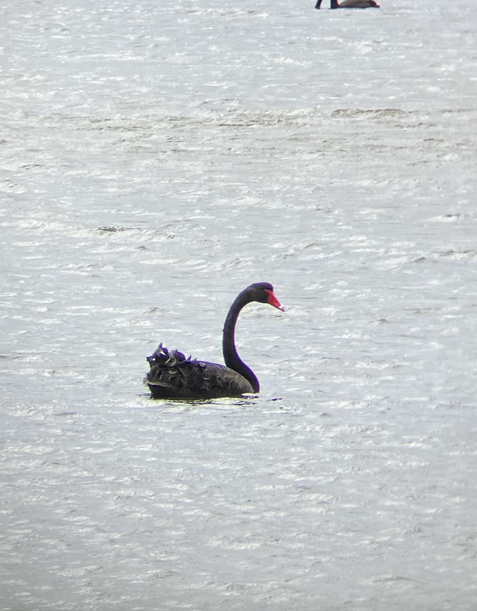 Black Swan - Luciana L.