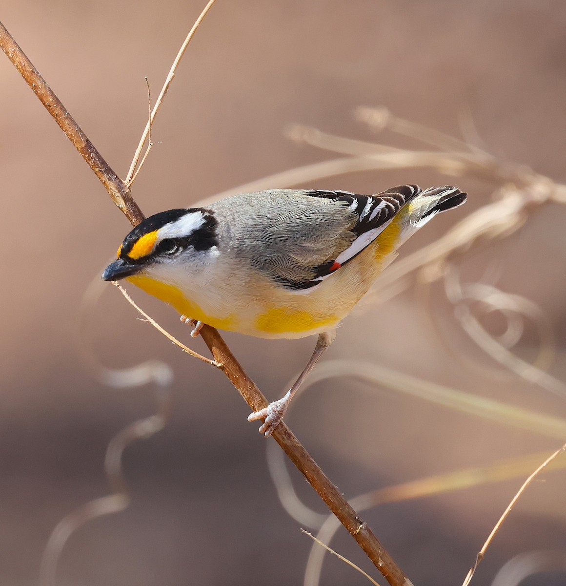 Striated Pardalote - ML620661898