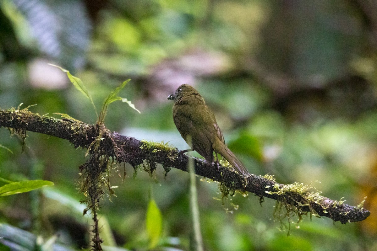 Ochre-breasted Tanager - ML620661899