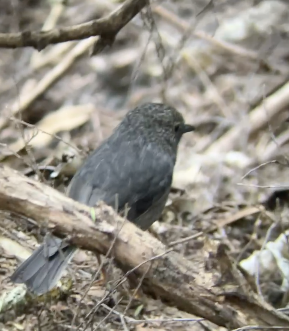 North Island Robin - ML620661902