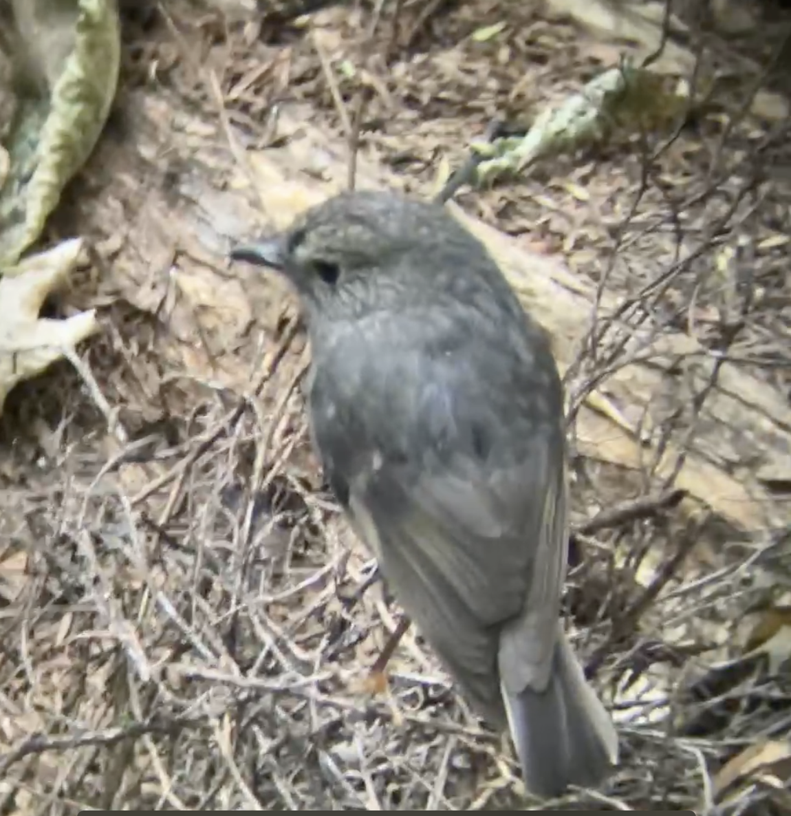 North Island Robin - ML620661903