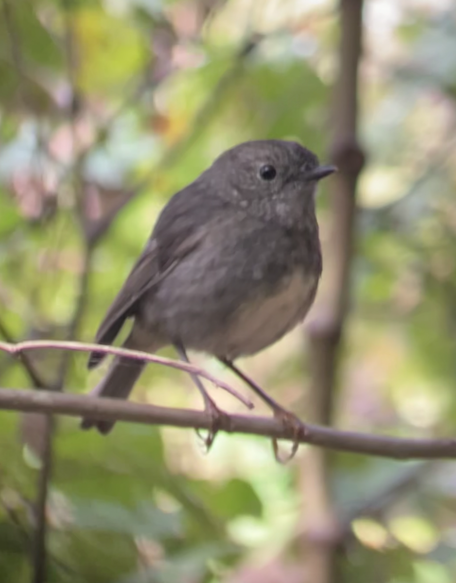 North Island Robin - ML620661904