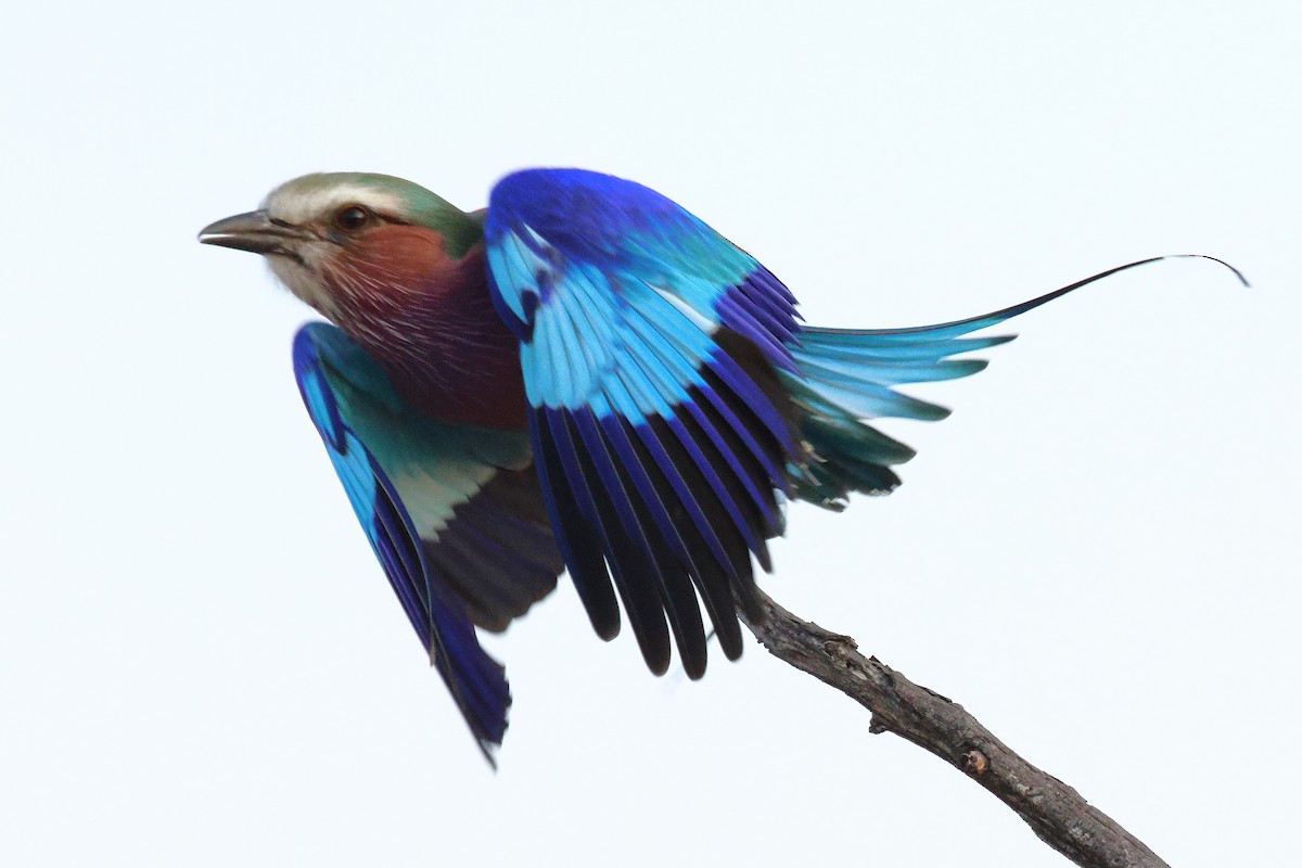 Lilac-breasted Roller - ML620661908