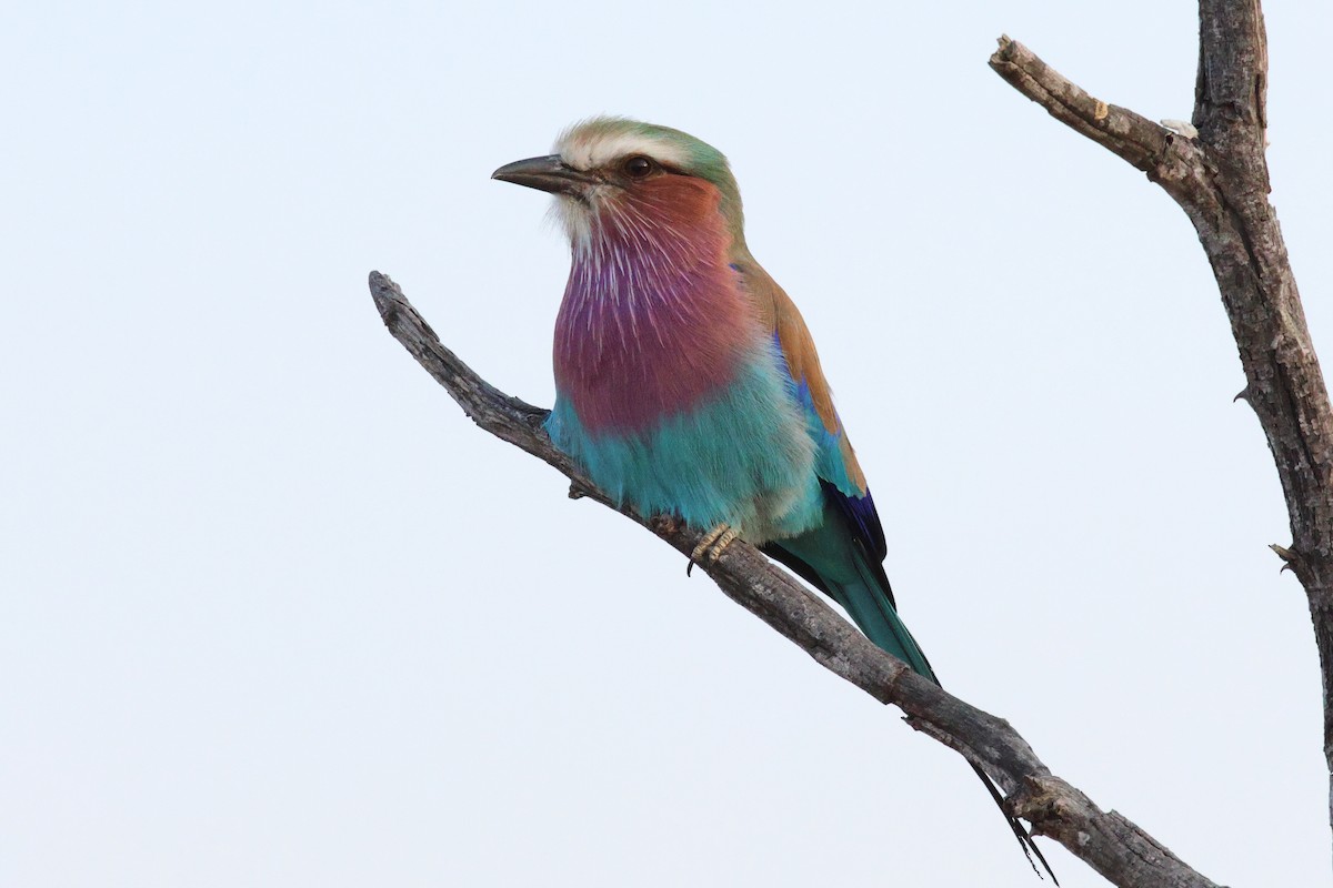 Lilac-breasted Roller - ML620661909