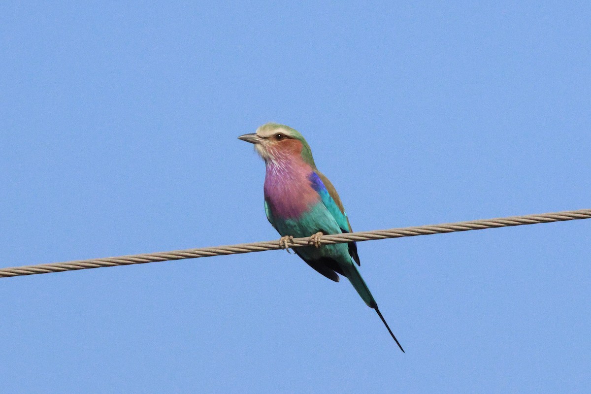 Lilac-breasted Roller - ML620661910