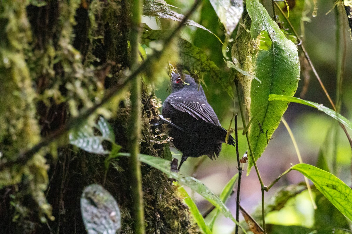 Esmeraldas Antbird - ML620661911