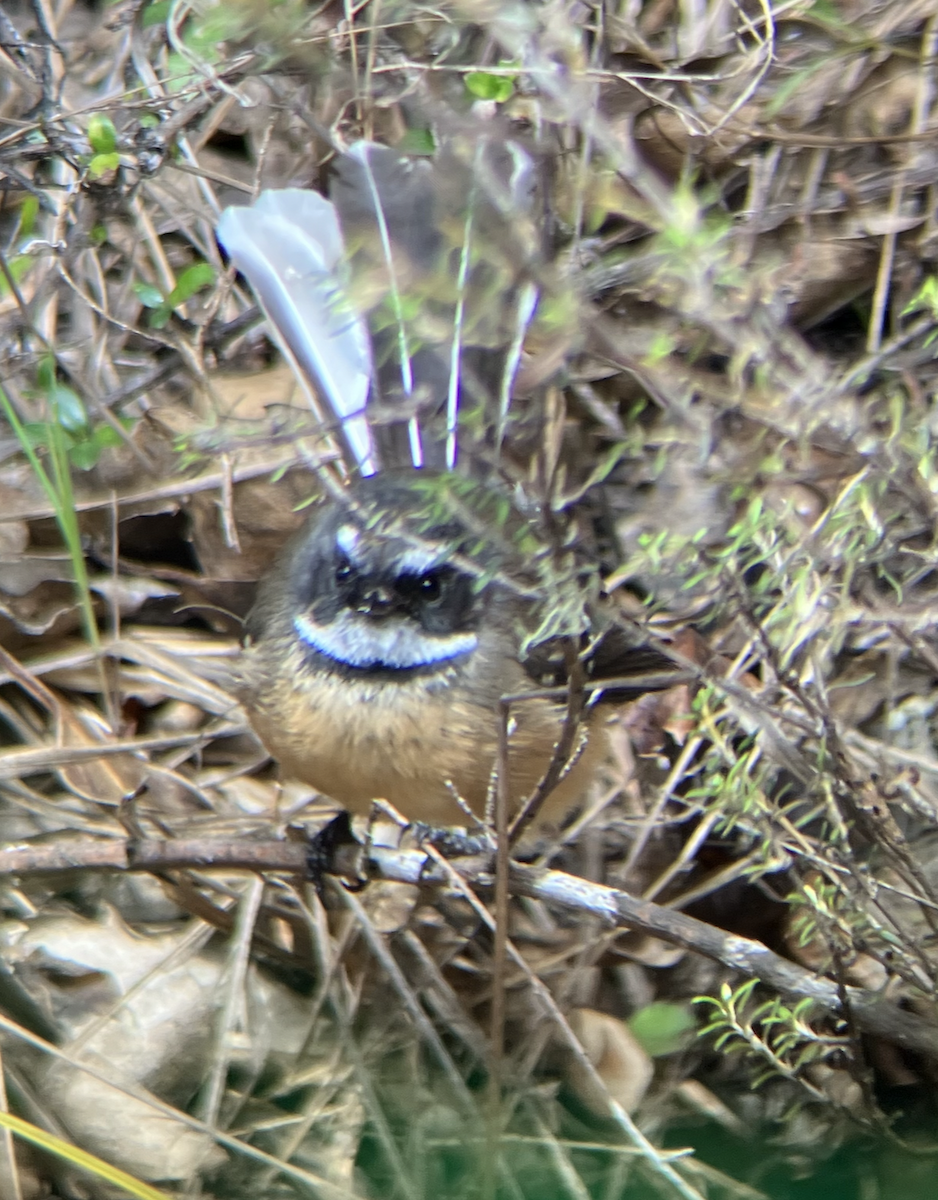 New Zealand Fantail - ML620661912