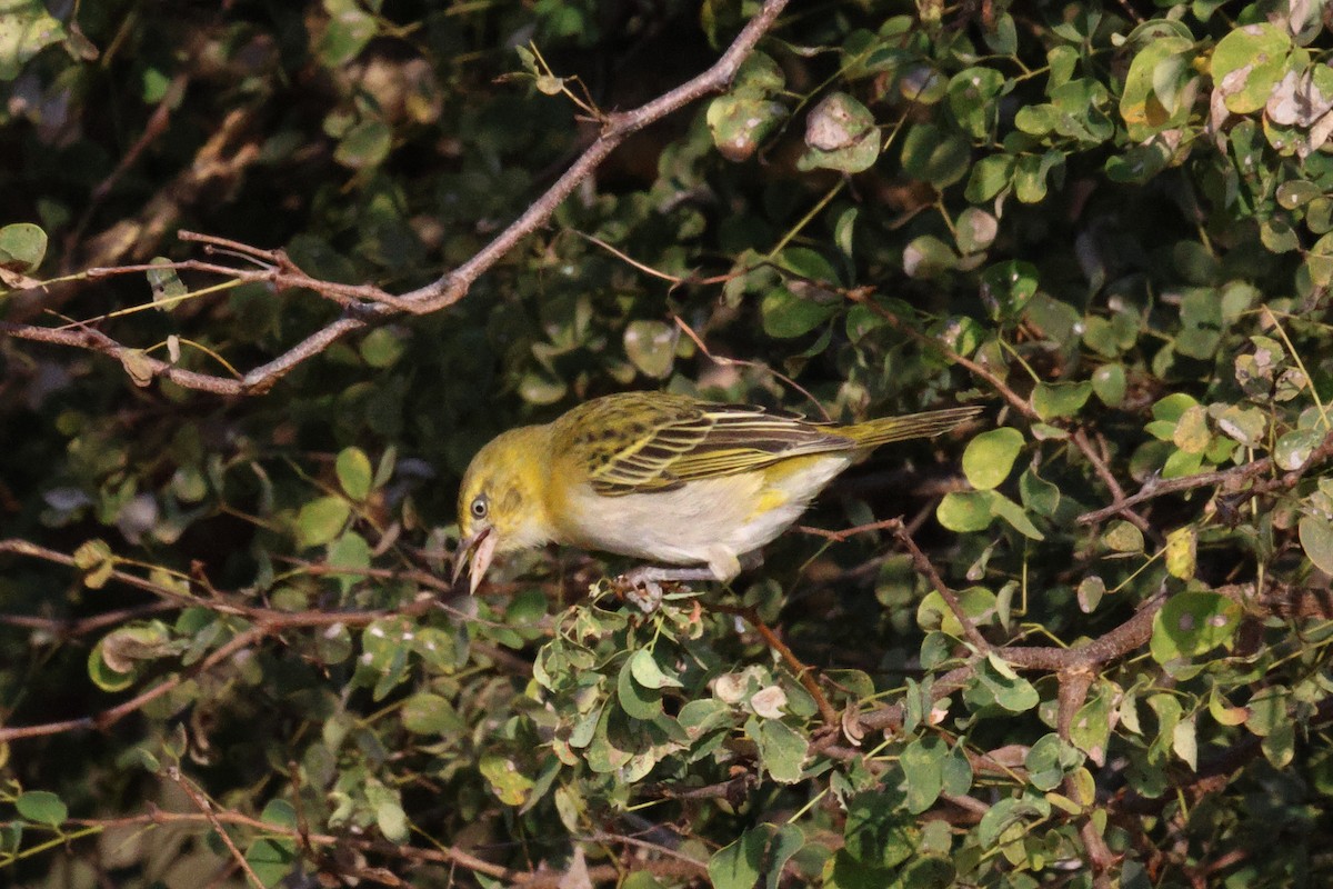 Lesser Masked-Weaver - ML620661916