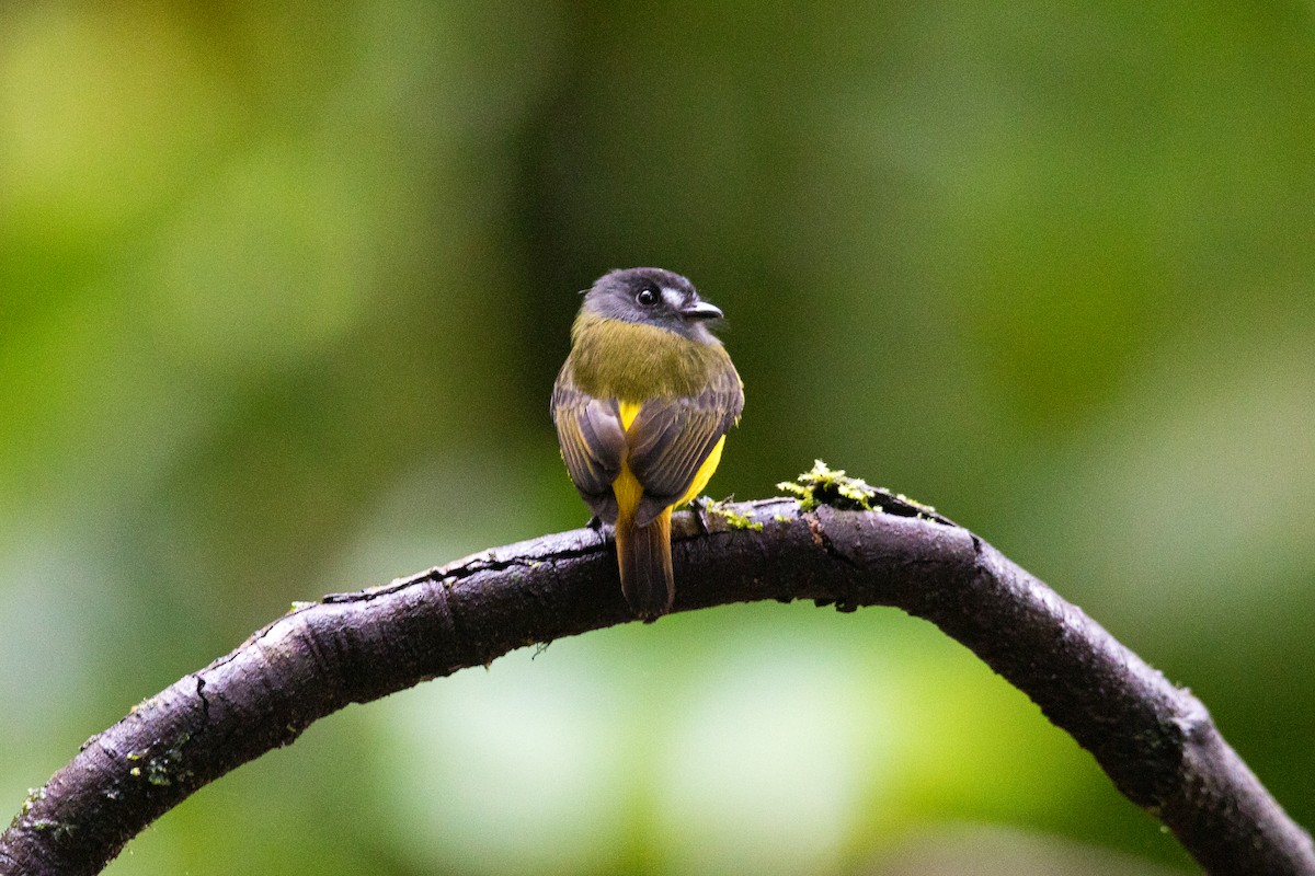 Ornate Flycatcher - ML620661935