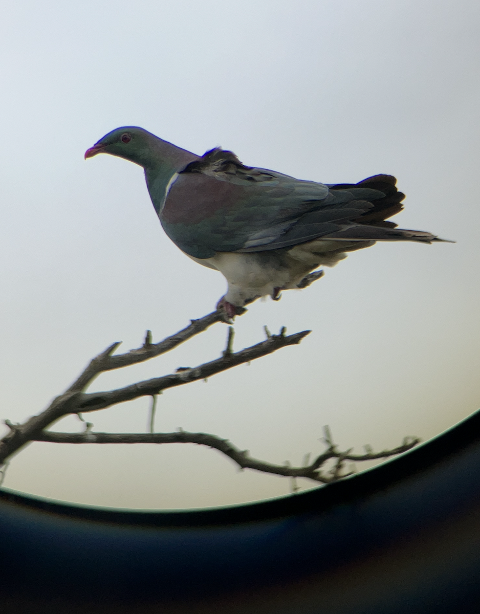 New Zealand Pigeon - ML620661937