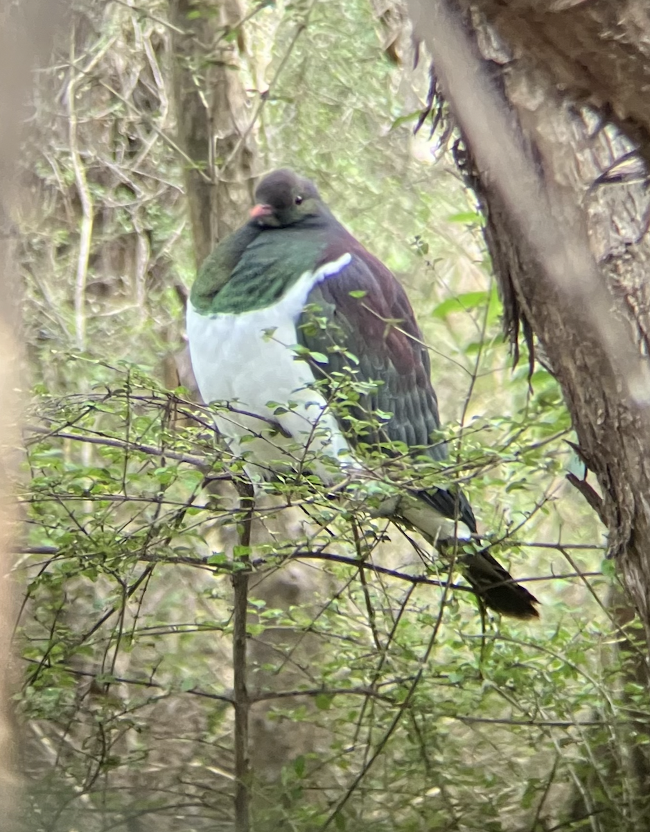 New Zealand Pigeon - ML620661940