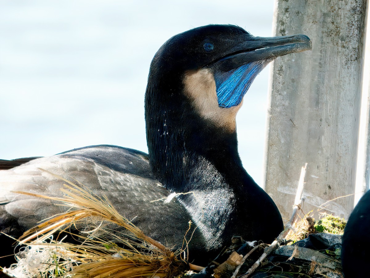 Brandt's Cormorant - ML620661944