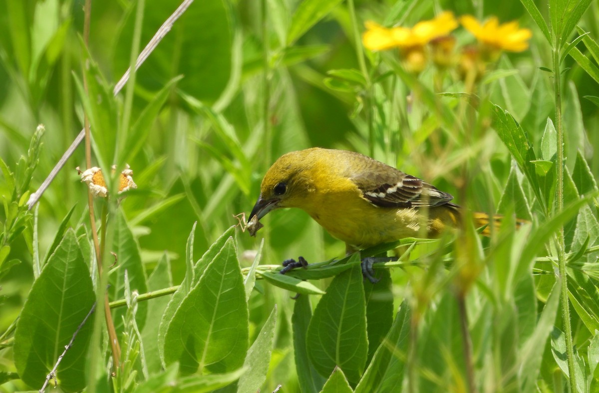 Orchard Oriole - ML620661959