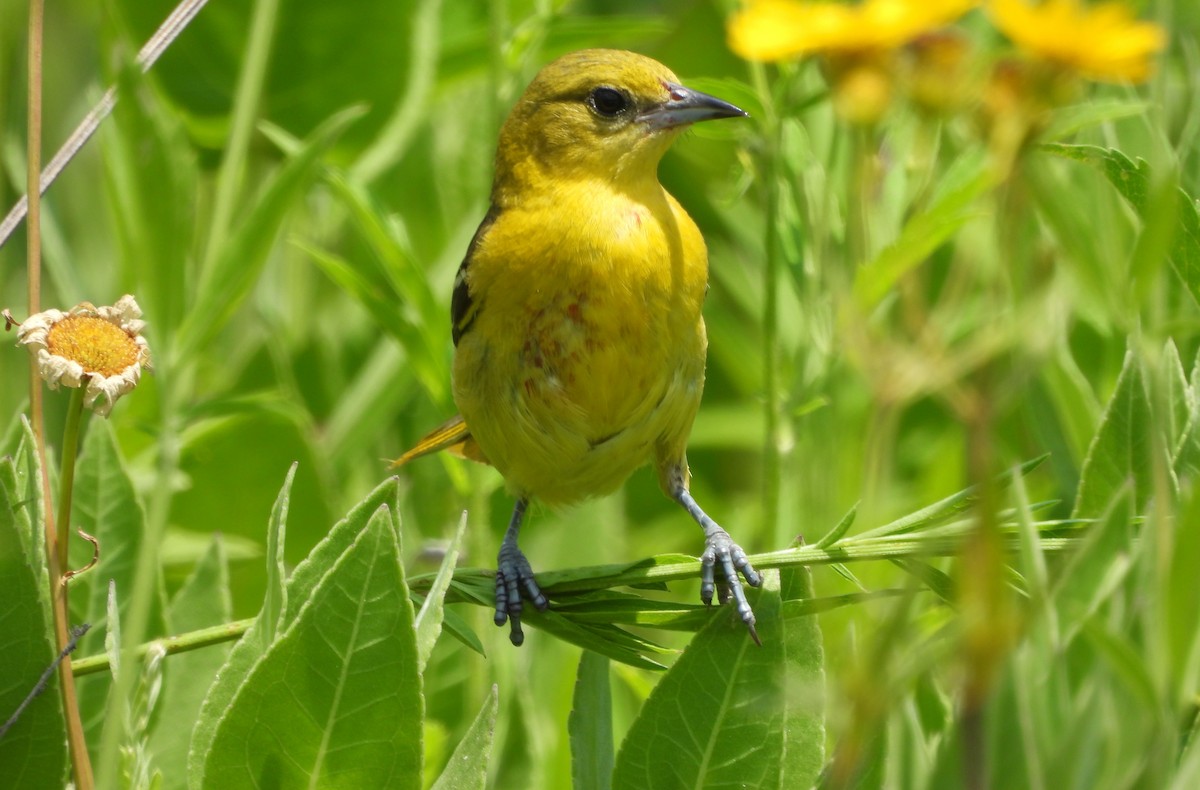 Orchard Oriole - ML620661968