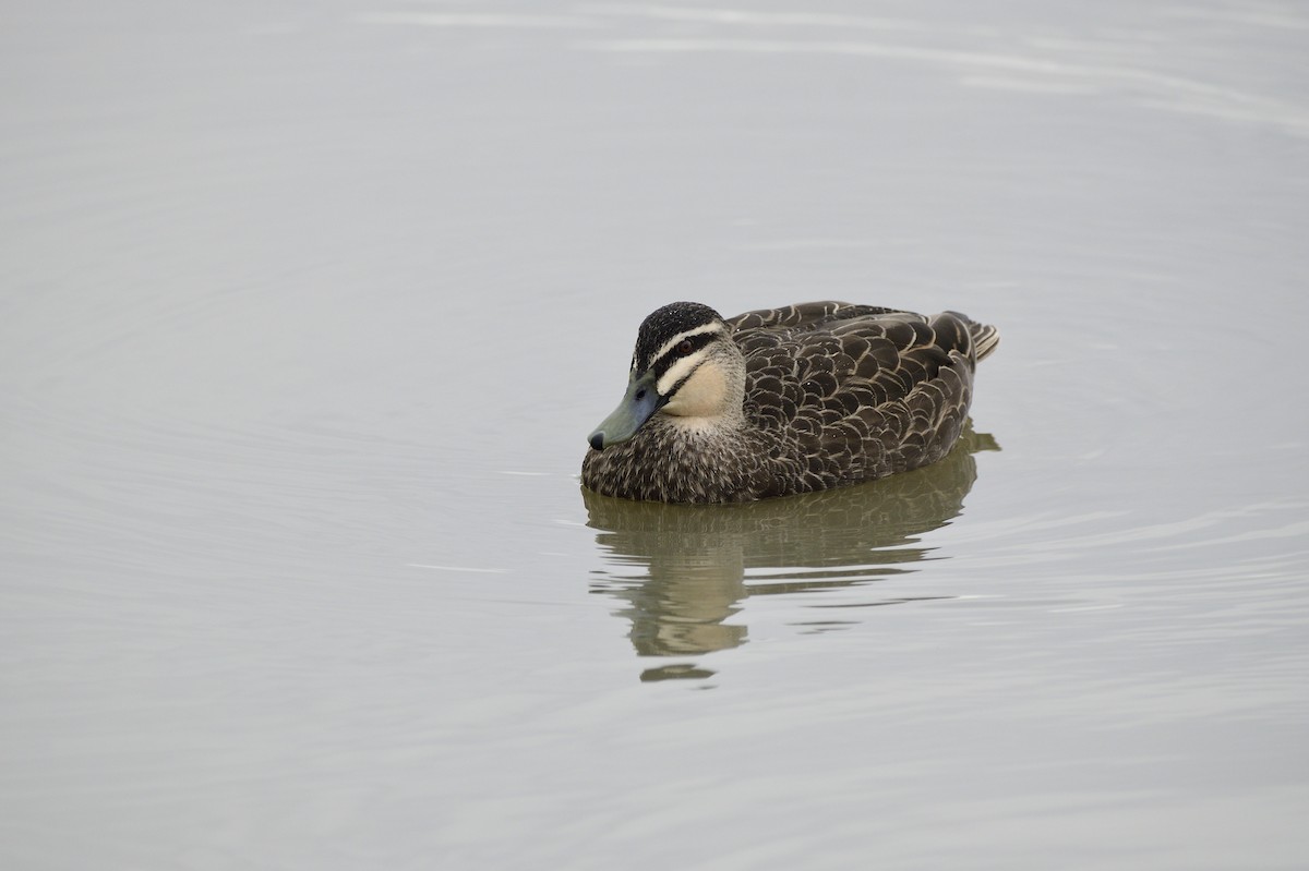 Canard à sourcils - ML620661971