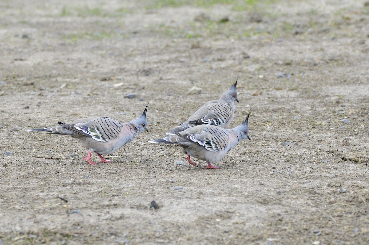 Crested Pigeon - ML620661978
