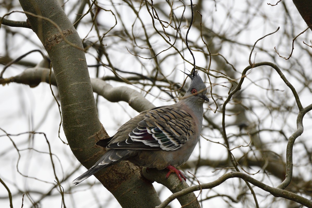 Crested Pigeon - ML620661979